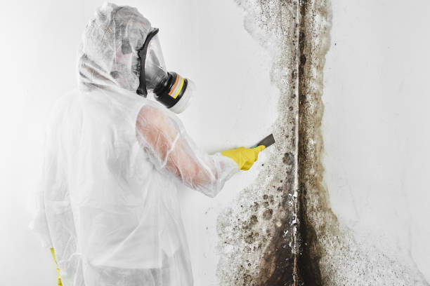 Mold Removal Process in Maroa, IL