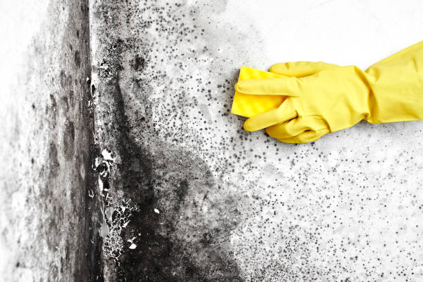 Best Toxic Mold Removal  in Maroa, IL