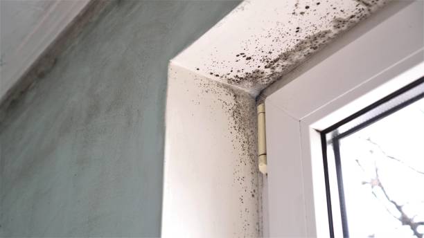 Best Mold Remediation  in Maroa, IL