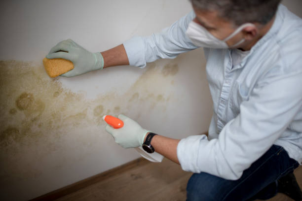 Mold Testing and Removal in Maroa, IL
