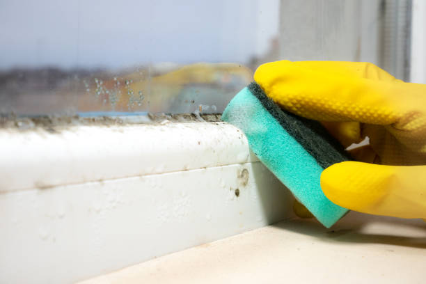 Best Mold Testing and Removal  in Maroa, IL