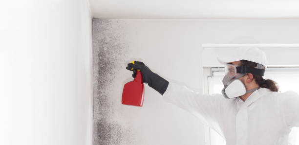 Best Attic Mold Removal  in Maroa, IL