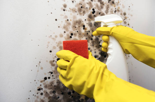 Best Black Mold Removal  in Maroa, IL