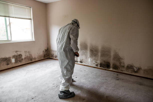 Best Home Mold Removal  in Maroa, IL