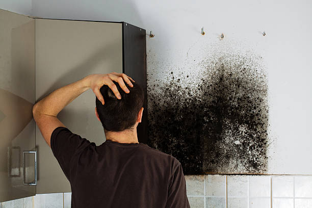Best Certified Mold Removal  in Maroa, IL