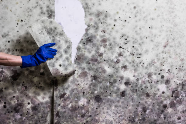 Best Black Mold Removal  in Maroa, IL