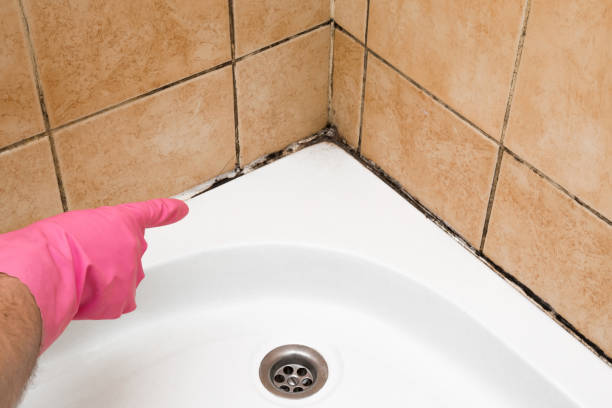 Best Mold Remediation  in Maroa, IL